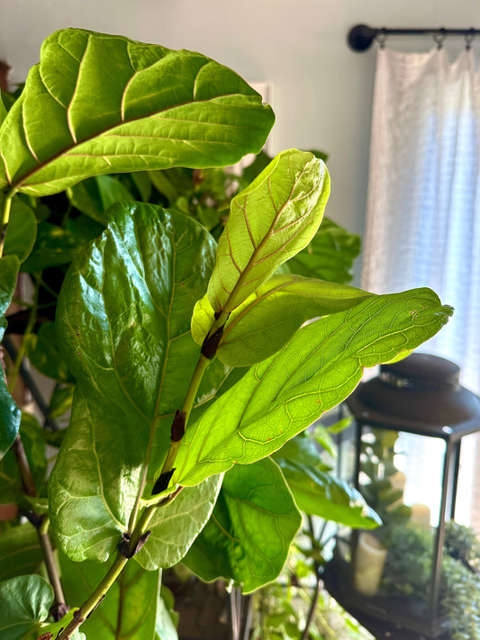 Top Five Houseplants For A Happier And Cleaner Home & How To Keep Them Alive